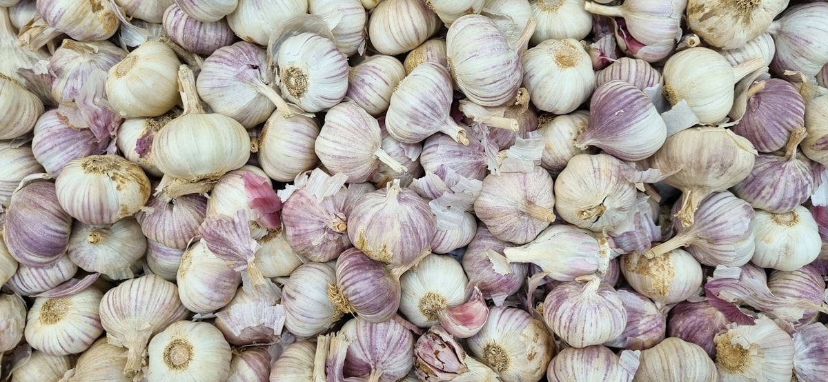 Aglio biologico